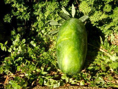 Watermelons in the Philippines Carica papaya during the COVID-19 pandemic in Baliuag, Bulacan Timeline of the 2020 coronavirus pandemic in the Philippines  2020 coronavirus pandemic in the Philippines