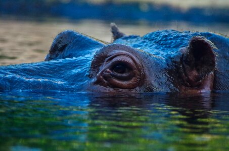 Water pachyderm zoo