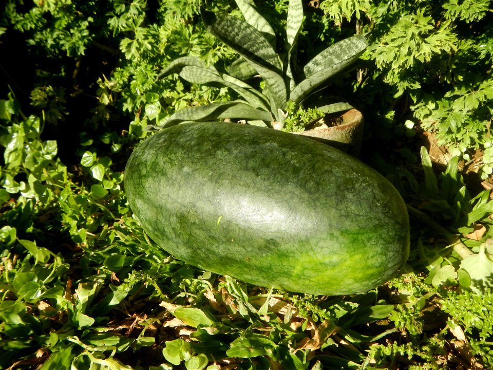 Watermelons in the Philippines Carica papaya during the COVID-19 pandemic in Baliuag, Bulacan Timeline of the 2020 coronavirus pandemic in the Philippines  2020 coronavirus pandemic in the Philippines