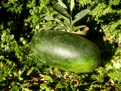 Watermelons in the Philippines Carica papaya during the COVID-19 pandemic in Baliuag, Bulacan Timeline of the 2020 coronavirus pandemic in the Philippines  2020 coronavirus pandemic in the Philippines