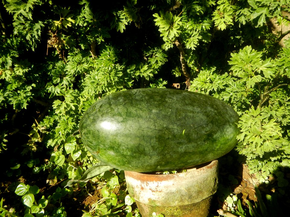 Watermelons in the Philippines Carica papaya during the COVID-19 pandemic in Baliuag, Bulacan Timeline of the 2020 coronavirus pandemic in the Philippines  2020 coronavirus pandemic in the Philippines