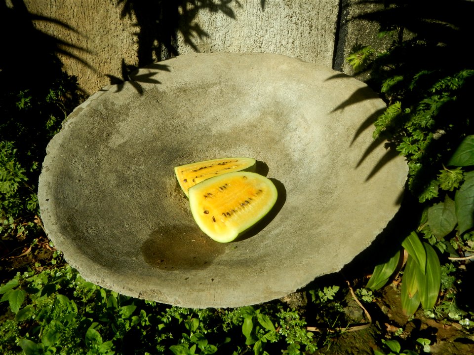 Watermelons in the Philippines Carica papaya during the COVID-19 pandemic in Baliuag, Bulacan Timeline of the 2020 coronavirus pandemic in the Philippines  2020 coronavirus pandemic in the Philippines