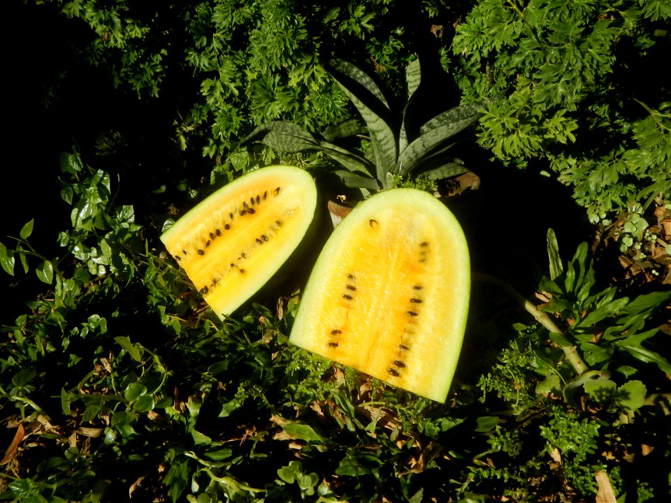 Watermelons in the Philippines Carica papaya during the COVID-19 pandemic in Baliuag, Bulacan Timeline of the 2020 coronavirus pandemic in the Philippines  2020 coronavirus pandemic in the Philippines