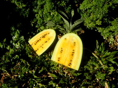 Watermelons in the Philippines Carica papaya during the COVID-19 pandemic in Baliuag, Bulacan Timeline of the 2020 coronavirus pandemic in the Philippines  2020 coronavirus pandemic in the Philippines