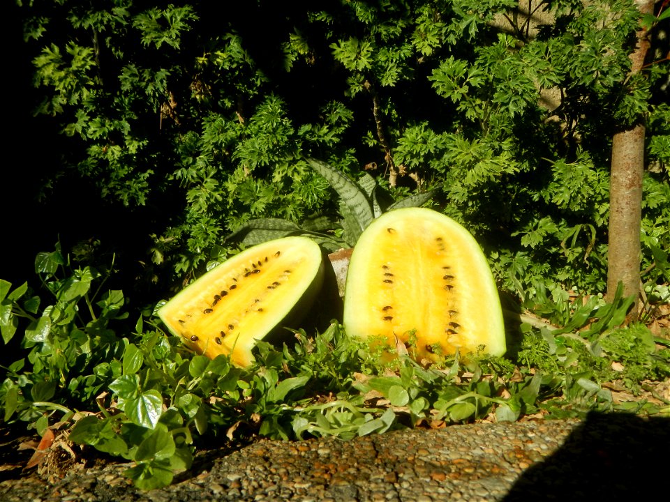 Watermelons in the Philippines Carica papaya during the COVID-19 pandemic in Baliuag, Bulacan Timeline of the 2020 coronavirus pandemic in the Philippines  2020 coronavirus pandemic in the Philippines