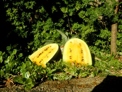 Watermelons in the Philippines Carica papaya during the COVID-19 pandemic in Baliuag, Bulacan Timeline of the 2020 coronavirus pandemic in the Philippines  2020 coronavirus pandemic in the Philippines