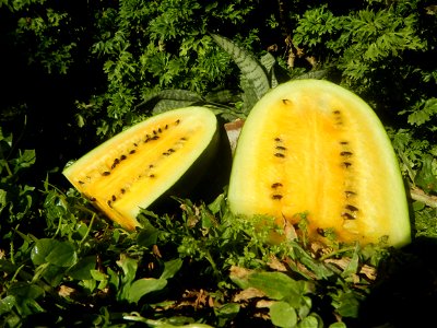 Watermelons in the Philippines Carica papaya during the COVID-19 pandemic in Baliuag, Bulacan Timeline of the 2020 coronavirus pandemic in the Philippines  2020 coronavirus pandemic in the Philippines