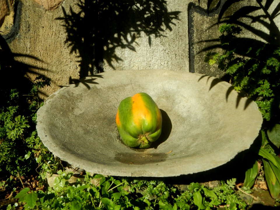 Watermelons in the Philippines Carica papaya during the COVID-19 pandemic in Baliuag, Bulacan Timeline of the 2020 coronavirus pandemic in the Philippines  2020 coronavirus pandemic in the Philippines