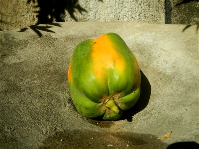 Watermelons in the Philippines Carica papaya during the COVID-19 pandemic in Baliuag, Bulacan Timeline of the 2020 coronavirus pandemic in the Philippines  2020 coronavirus pandemic in the Philippines