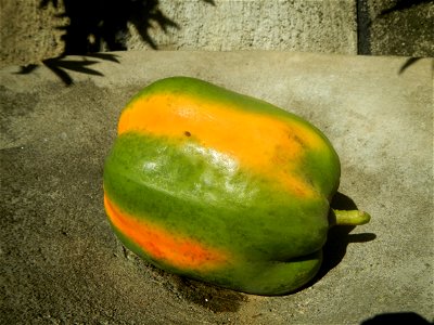 Watermelons in the Philippines Carica papaya during the COVID-19 pandemic in Baliuag, Bulacan Timeline of the 2020 coronavirus pandemic in the Philippines  2020 coronavirus pandemic in the Philippines