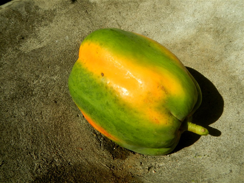 Watermelons in the Philippines Carica papaya during the COVID-19 pandemic in Baliuag, Bulacan Timeline of the 2020 coronavirus pandemic in the Philippines  2020 coronavirus pandemic in the Philippines