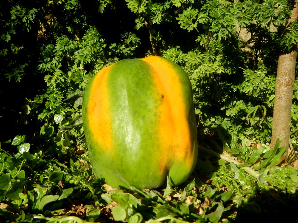 Watermelons in the Philippines Carica papaya during the COVID-19 pandemic in Baliuag, Bulacan Timeline of the 2020 coronavirus pandemic in the Philippines  2020 coronavirus pandemic in the Philippines