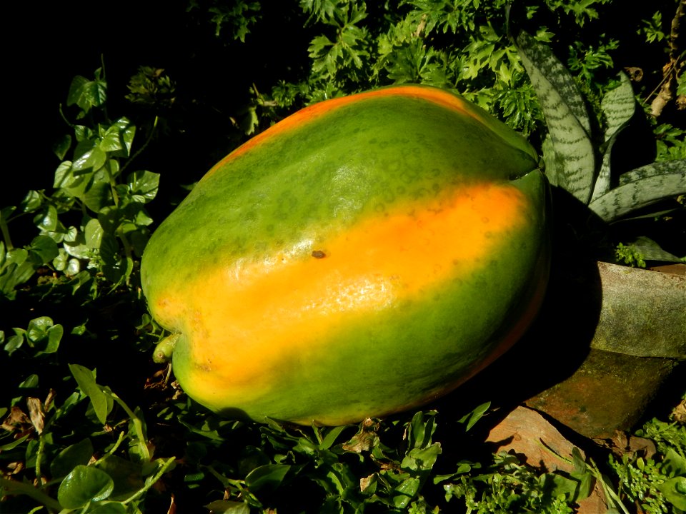 Watermelons in the Philippines Carica papaya during the COVID-19 pandemic in Baliuag, Bulacan Timeline of the 2020 coronavirus pandemic in the Philippines  2020 coronavirus pandemic in the Philippines