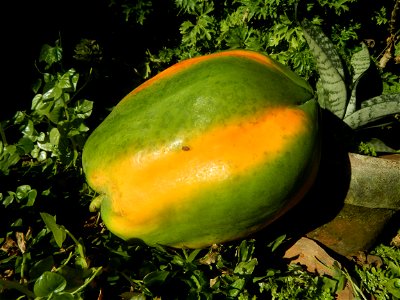 Watermelons in the Philippines Carica papaya during the COVID-19 pandemic in Baliuag, Bulacan Timeline of the 2020 coronavirus pandemic in the Philippines  2020 coronavirus pandemic in the Philippines