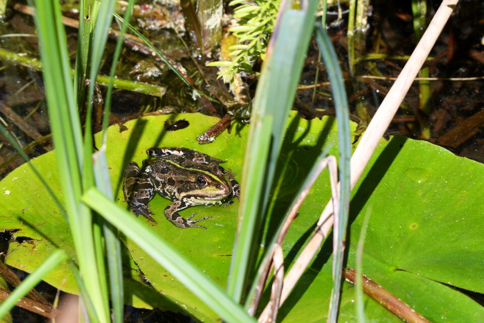 Animal world animal swamp