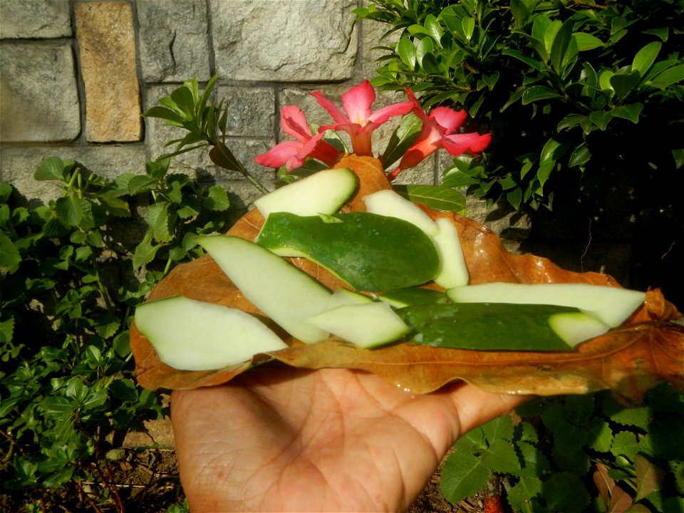 Carica papaya in the Philippines peeling and seeds in Poblacion, Baliuag during Timeline of the 2020 coronavirus pandemic in the Philippines  2020 coronavirus pandemic in the Philippines Bayanihan to 