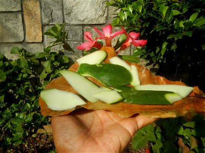 Carica papaya in the Philippines peeling and seeds in Poblacion, Baliuag during Timeline of the 2020 coronavirus pandemic in the Philippines  2020 coronavirus pandemic in the Philippines Bayanihan to 