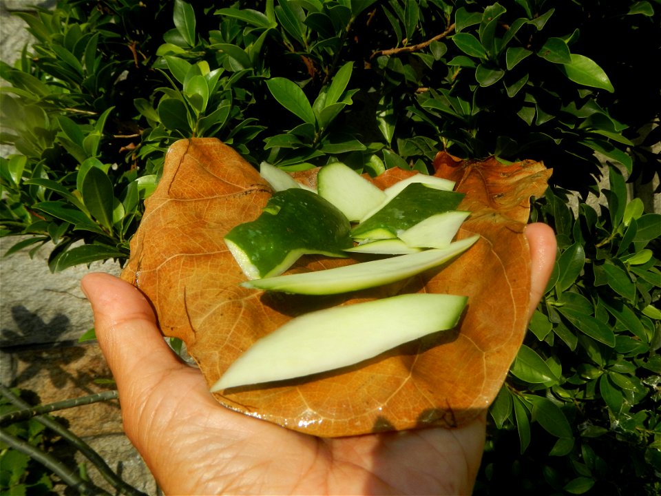 Carica papaya in the Philippines peeling and seeds in Poblacion, Baliuag during Timeline of the 2020 coronavirus pandemic in the Philippines  2020 coronavirus pandemic in the Philippines Bayanihan to 