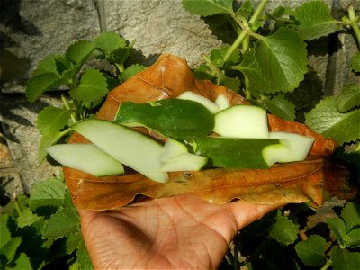 Carica papaya in the Philippines peeling and seeds in Poblacion, Baliuag during Timeline of the 2020 coronavirus pandemic in the Philippines  2020 coronavirus pandemic in the Philippines Bayanihan to 