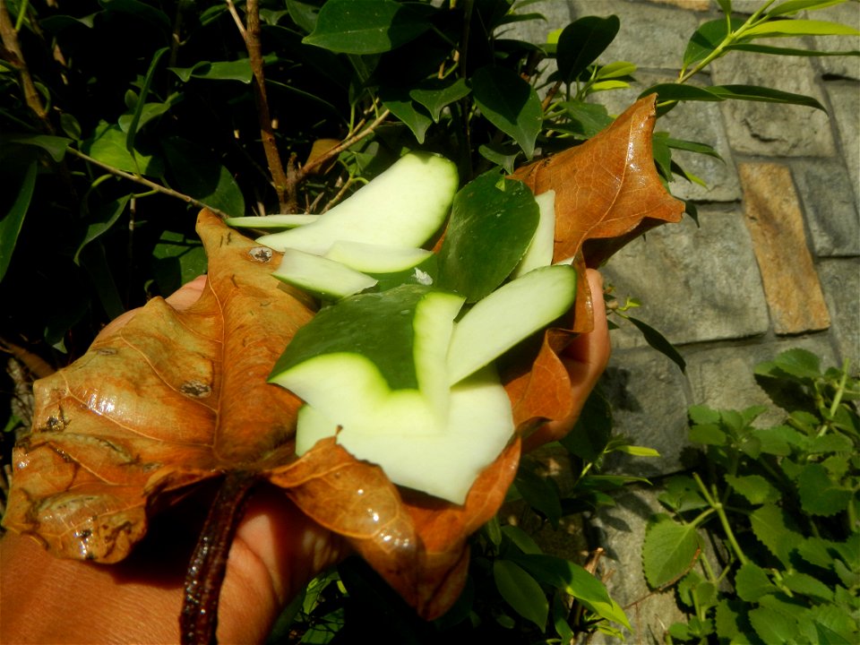 Carica papaya in the Philippines peeling and seeds in Poblacion, Baliuag during Timeline of the 2020 coronavirus pandemic in the Philippines  2020 coronavirus pandemic in the Philippines Bayanihan to 
