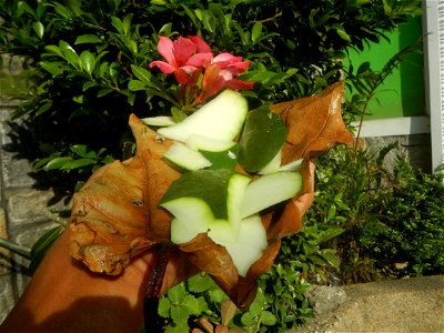 Carica papaya in the Philippines peeling and seeds in Poblacion, Baliuag during Timeline of the 2020 coronavirus pandemic in the Philippines  2020 coronavirus pandemic in the Philippines Bayanihan to 