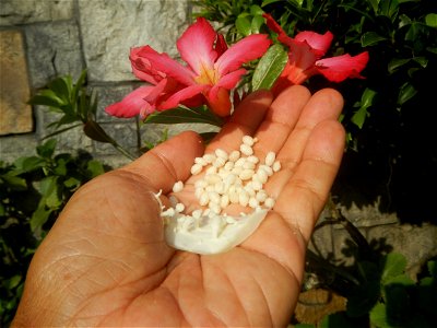 Carica papaya in the Philippines peeling and seeds in Poblacion, Baliuag during Timeline of the 2020 coronavirus pandemic in the Philippines  2020 coronavirus pandemic in the Philippines Bayanihan to 