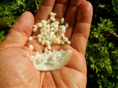 Carica papaya in the Philippines peeling and seeds in Poblacion, Baliuag during Timeline of the 2020 coronavirus pandemic in the Philippines  2020 coronavirus pandemic in the Philippines Bayanihan to 