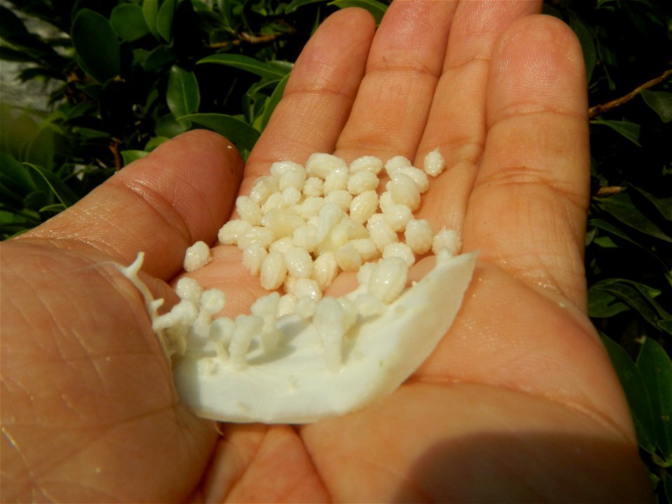 Carica papaya in the Philippines peeling and seeds in Poblacion, Baliuag during Timeline of the 2020 coronavirus pandemic in the Philippines  2020 coronavirus pandemic in the Philippines Bayanihan to 