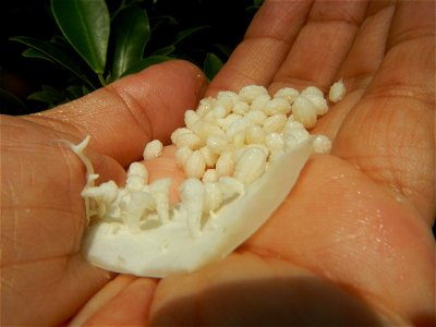 Carica papaya in the Philippines peeling and seeds in Poblacion, Baliuag during Timeline of the 2020 coronavirus pandemic in the Philippines  2020 coronavirus pandemic in the Philippines Bayanihan to 