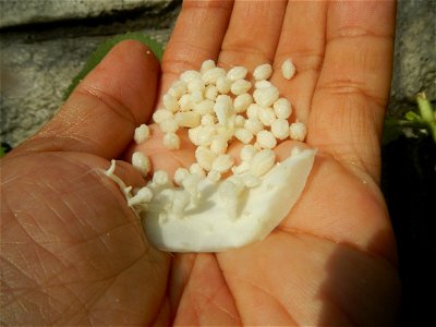Carica papaya in the Philippines peeling and seeds in Poblacion, Baliuag during Timeline of the 2020 coronavirus pandemic in the Philippines  2020 coronavirus pandemic in the Philippines Bayanihan to 