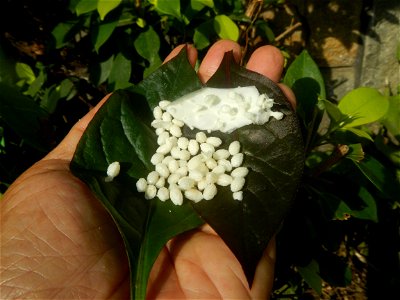 Carica papaya in the Philippines peeling and seeds in Poblacion, Baliuag during Timeline of the 2020 coronavirus pandemic in the Philippines  2020 coronavirus pandemic in the Philippines Bayanihan to 