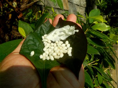 Carica papaya in the Philippines peeling and seeds in Poblacion, Baliuag during Timeline of the 2020 coronavirus pandemic in the Philippines  2020 coronavirus pandemic in the Philippines Bayanihan to 