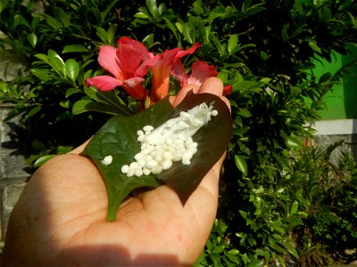 Carica papaya in the Philippines peeling and seeds in Poblacion, Baliuag during Timeline of the 2020 coronavirus pandemic in the Philippines  2020 coronavirus pandemic in the Philippines Bayanihan to 