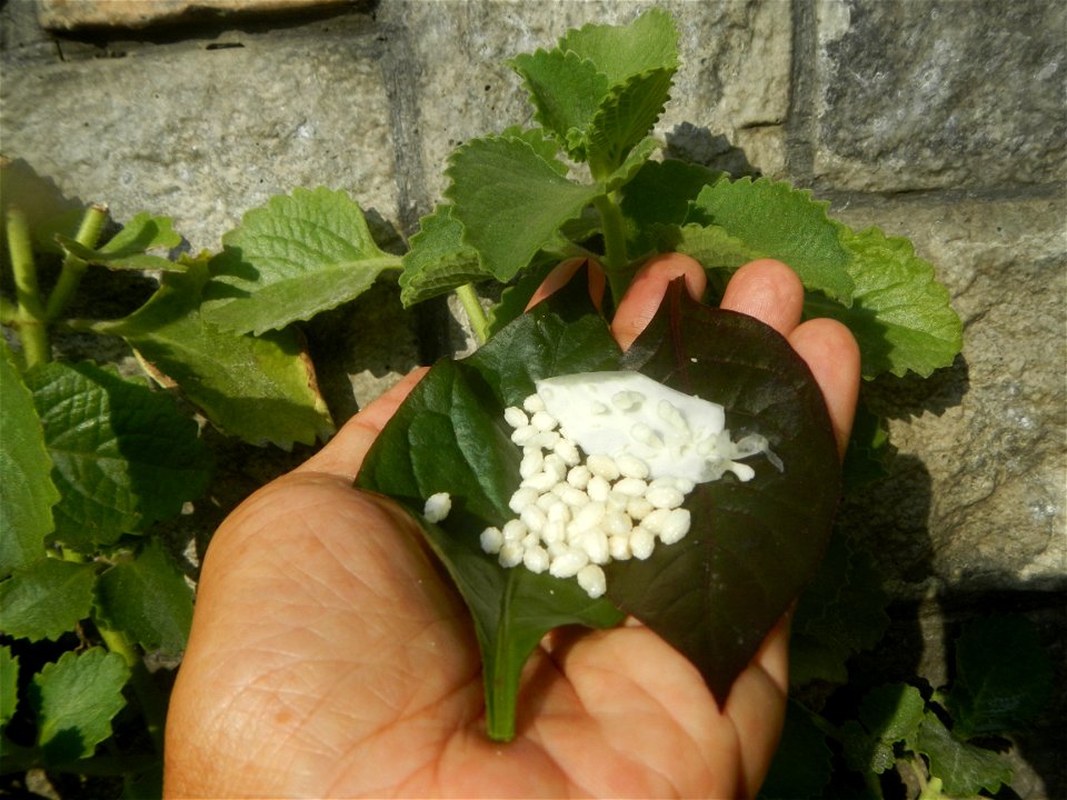 Carica papaya in the Philippines peeling and seeds in Poblacion, Baliuag during Timeline of the 2020 coronavirus pandemic in the Philippines  2020 coronavirus pandemic in the Philippines Bayanihan to 