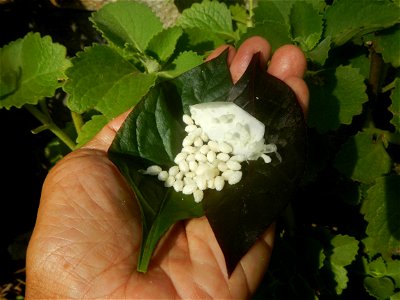 Carica papaya in the Philippines peeling and seeds in Poblacion, Baliuag during Timeline of the 2020 coronavirus pandemic in the Philippines  2020 coronavirus pandemic in the Philippines Bayanihan to 