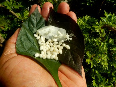 Carica papaya in the Philippines peeling and seeds in Poblacion, Baliuag during Timeline of the 2020 coronavirus pandemic in the Philippines  2020 coronavirus pandemic in the Philippines Bayanihan to 