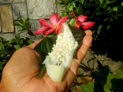 Carica papaya in the Philippines peeling and seeds in Poblacion, Baliuag during Timeline of the 2020 coronavirus pandemic in the Philippines  2020 coronavirus pandemic in the Philippines Bayanihan to 