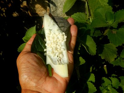 Carica papaya in the Philippines peeling and seeds in Poblacion, Baliuag during Timeline of the 2020 coronavirus pandemic in the Philippines  2020 coronavirus pandemic in the Philippines Bayanihan to 