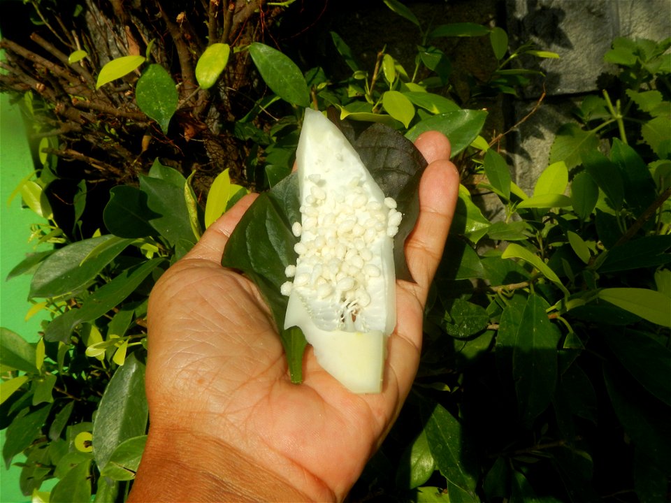 Carica papaya in the Philippines peeling and seeds in Poblacion, Baliuag during Timeline of the 2020 coronavirus pandemic in the Philippines  2020 coronavirus pandemic in the Philippines Bayanihan to 