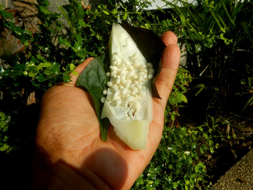 Carica papaya in the Philippines peeling and seeds in Poblacion, Baliuag during Timeline of the 2020 coronavirus pandemic in the Philippines  2020 coronavirus pandemic in the Philippines Bayanihan to 