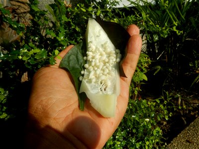 Carica papaya in the Philippines peeling and seeds in Poblacion, Baliuag during Timeline of the 2020 coronavirus pandemic in the Philippines  2020 coronavirus pandemic in the Philippines Bayanihan to 