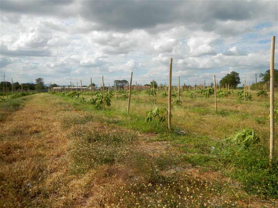 Carica papaya plantations in Camuning, Mexico, Pampanga Camuning barangay road, Mexico, Pampanga North Luzon Expressway Mexico Exit 72 - Dalisdis Overpass Bridge & Trumphet Interchange (NLEx, Mexi