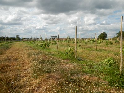 Carica papaya plantations in Camuning, Mexico, Pampanga Camuning barangay road, Mexico, Pampanga North Luzon Expressway Mexico Exit 72 - Dalisdis Overpass Bridge & Trumphet Interchange (NLEx, Mexi