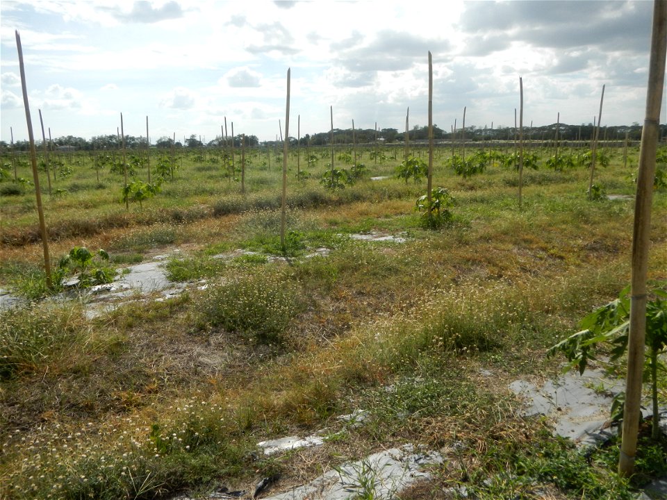 Carica papaya plantations in Camuning, Mexico, Pampanga Camuning barangay road, Mexico, Pampanga North Luzon Expressway Mexico Exit 72 - Dalisdis Overpass Bridge & Trumphet Interchange (NLEx, Mexi