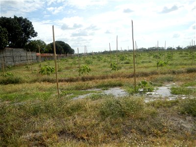 Carica papaya plantations in Camuning, Mexico, Pampanga Camuning barangay road, Mexico, Pampanga North Luzon Expressway Mexico Exit 72 - Dalisdis Overpass Bridge & Trumphet Interchange (NLEx, Mexi