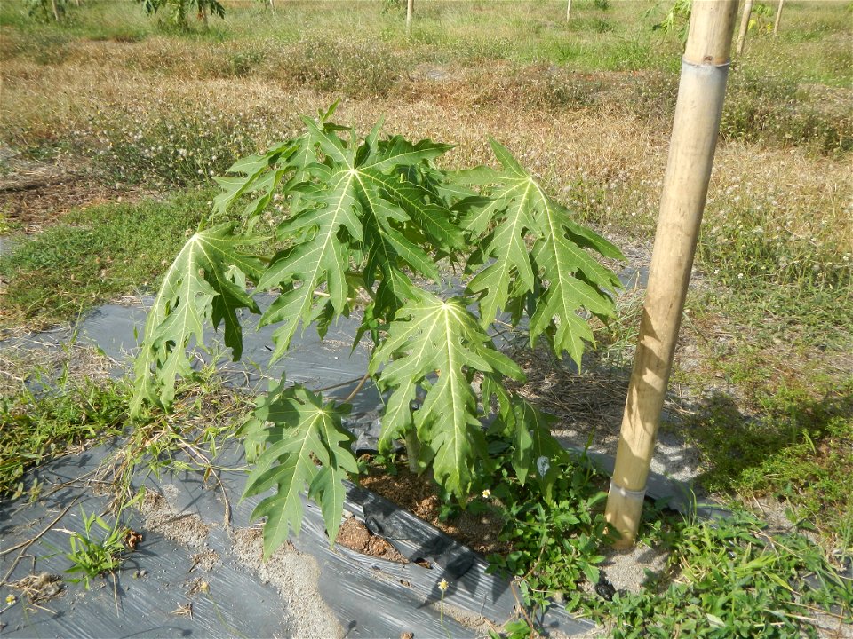 Carica papaya plantations in Camuning, Mexico, Pampanga Camuning barangay road, Mexico, Pampanga North Luzon Expressway Mexico Exit 72 - Dalisdis Overpass Bridge & Trumphet Interchange (NLEx, Mexi photo