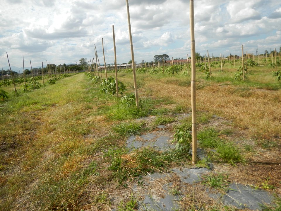 Carica papaya plantations in Camuning, Mexico, Pampanga Camuning barangay road, Mexico, Pampanga North Luzon Expressway Mexico Exit 72 - Dalisdis Overpass Bridge & Trumphet Interchange (NLEx, Mexi