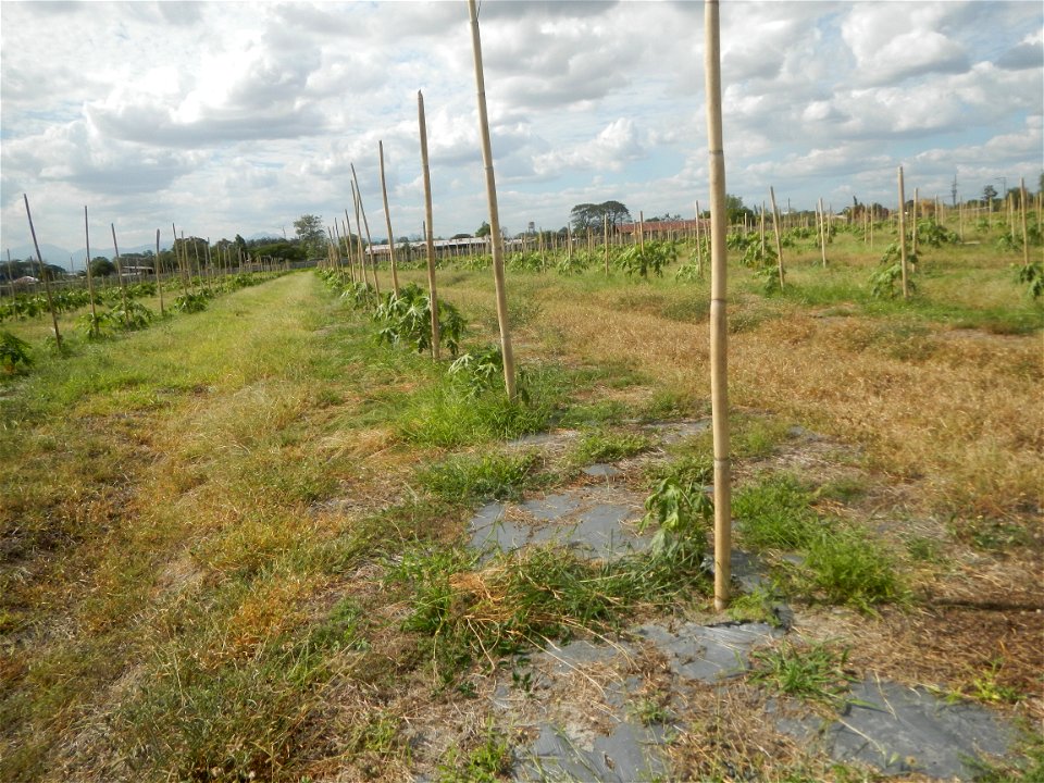 Carica papaya plantations in Camuning, Mexico, Pampanga Camuning barangay road, Mexico, Pampanga North Luzon Expressway Mexico Exit 72 - Dalisdis Overpass Bridge & Trumphet Interchange (NLEx, Mexi photo