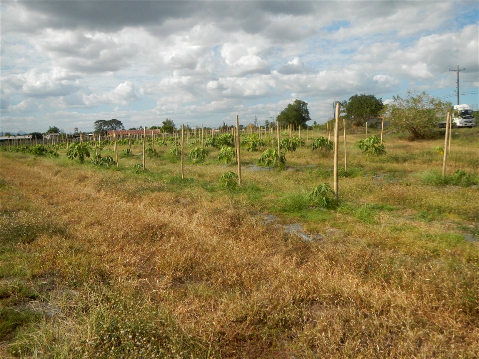 Carica papaya plantations in Camuning, Mexico, Pampanga Camuning barangay road, Mexico, Pampanga North Luzon Expressway Mexico Exit 72 - Dalisdis Overpass Bridge & Trumphet Interchange (NLEx, Mexi