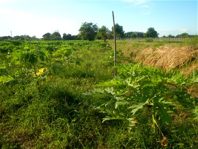Carica papaya plantations in Angat, Bulacan Trees, grasslands, paddy and vegetable fields in Marungko barangay road, Angat, Bulacan Barangay Marungko  14°56'53"N 121°0'40"E Angat, Bulacan, Bulacan pro